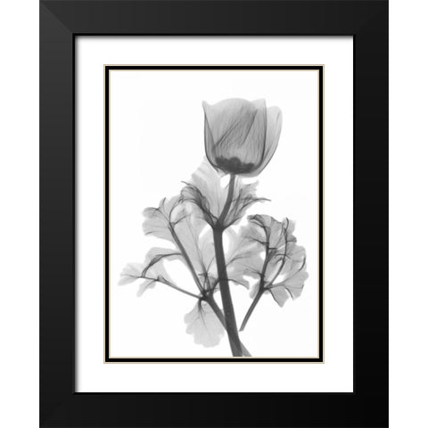 Lonely Anemone Black Modern Wood Framed Art Print with Double Matting by Koetsier, Albert