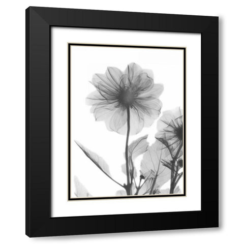 Dahlia Twins Black Modern Wood Framed Art Print with Double Matting by Koetsier, Albert