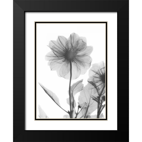 Dahlia Twins Black Modern Wood Framed Art Print with Double Matting by Koetsier, Albert