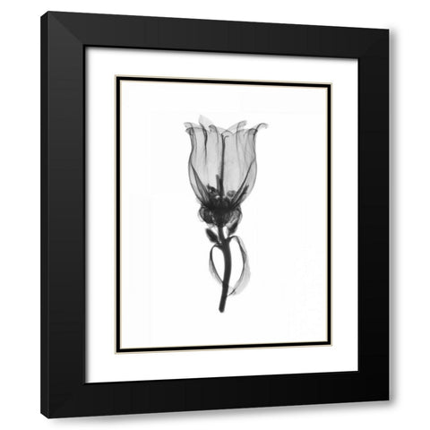 Canterbury Bell Black Modern Wood Framed Art Print with Double Matting by Koetsier, Albert