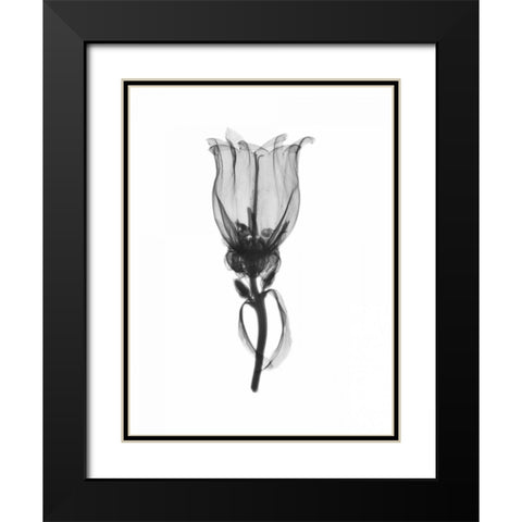 Canterbury Bell Black Modern Wood Framed Art Print with Double Matting by Koetsier, Albert