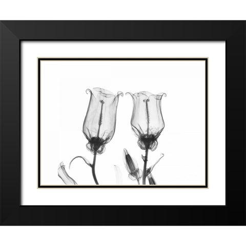 Canterbury Bell Duo Black Modern Wood Framed Art Print with Double Matting by Koetsier, Albert