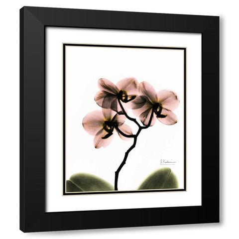 Orchid Trio Black Modern Wood Framed Art Print with Double Matting by Koetsier, Albert