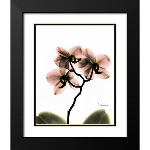 Orchid Trio Black Modern Wood Framed Art Print with Double Matting by Koetsier, Albert