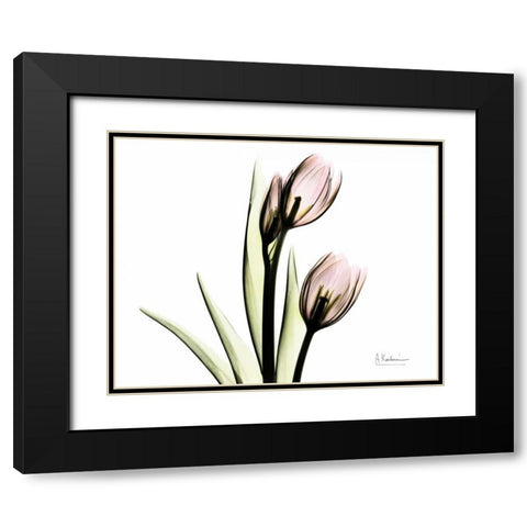 Tulip Love Black Modern Wood Framed Art Print with Double Matting by Koetsier, Albert