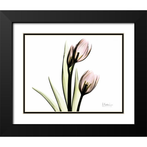 Tulip Love Black Modern Wood Framed Art Print with Double Matting by Koetsier, Albert