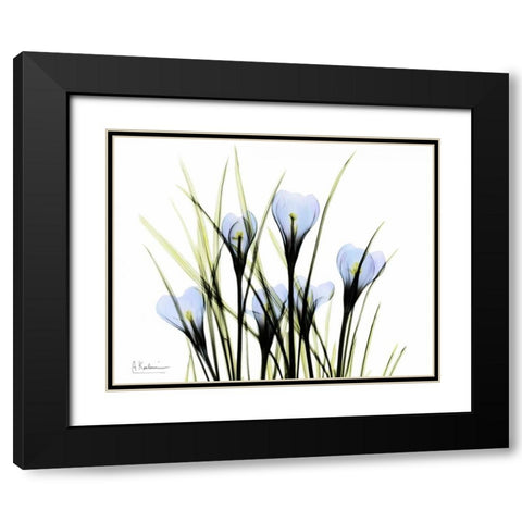 Bunched Crocus Black Modern Wood Framed Art Print with Double Matting by Koetsier, Albert