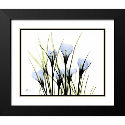 Bunched Crocus Black Modern Wood Framed Art Print with Double Matting by Koetsier, Albert