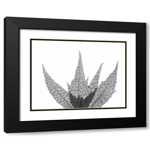 Crispy Tree Fern Black Modern Wood Framed Art Print with Double Matting by Koetsier, Albert