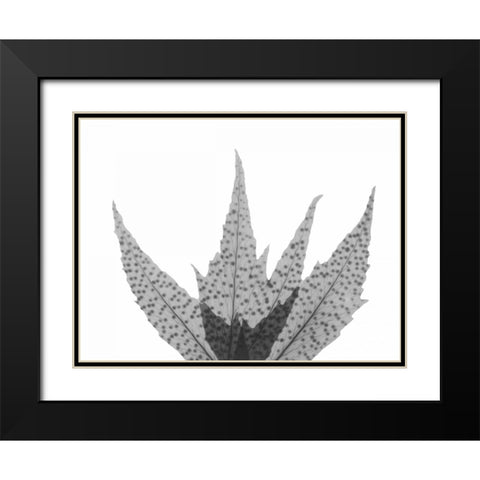 Crispy Tree Fern Black Modern Wood Framed Art Print with Double Matting by Koetsier, Albert