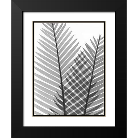 Tropical Fern 1 Black Modern Wood Framed Art Print with Double Matting by Koetsier, Albert