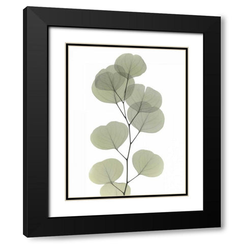 Striving Eucalyptus 1 Black Modern Wood Framed Art Print with Double Matting by Koetsier, Albert