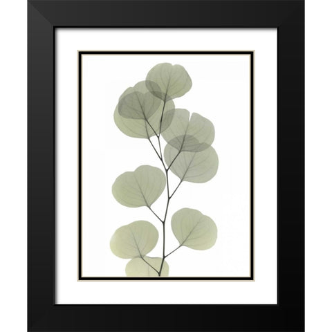 Striving Eucalyptus 1 Black Modern Wood Framed Art Print with Double Matting by Koetsier, Albert