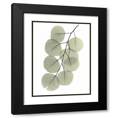 Striving Eucalyptus 2 Black Modern Wood Framed Art Print with Double Matting by Koetsier, Albert