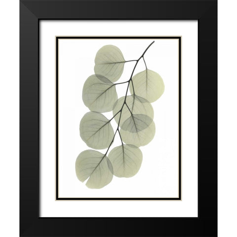 Striving Eucalyptus 2 Black Modern Wood Framed Art Print with Double Matting by Koetsier, Albert