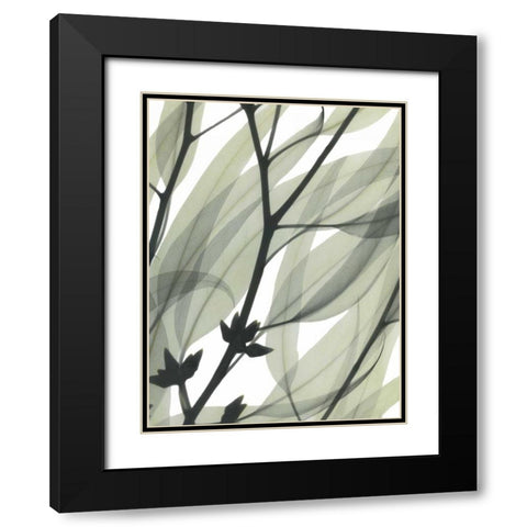 Eucalyptus Safari Black Modern Wood Framed Art Print with Double Matting by Koetsier, Albert