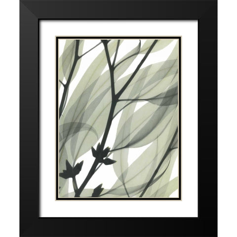 Eucalyptus Safari Black Modern Wood Framed Art Print with Double Matting by Koetsier, Albert