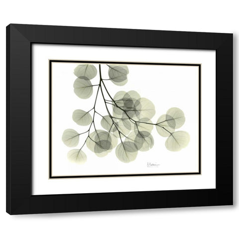 Eucalyptus Sweep Black Modern Wood Framed Art Print with Double Matting by Koetsier, Albert