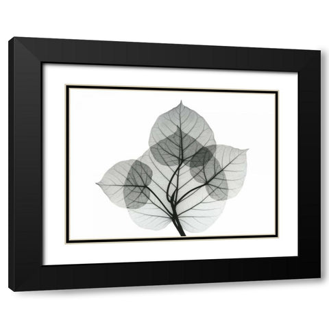 Bo Leaves 1 Black Modern Wood Framed Art Print with Double Matting by Koetsier, Albert