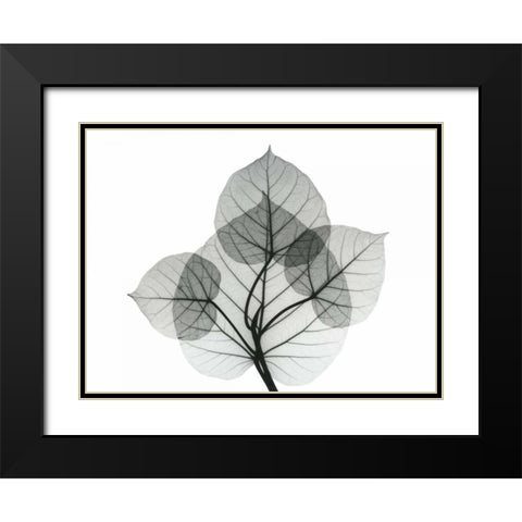 Bo Leaves 1 Black Modern Wood Framed Art Print with Double Matting by Koetsier, Albert