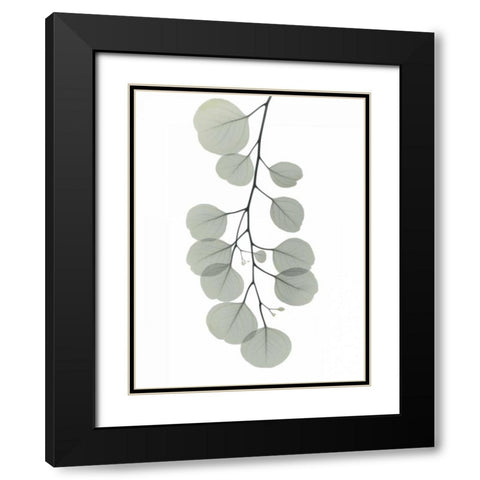 Descending Eucalyptus 1 Black Modern Wood Framed Art Print with Double Matting by Koetsier, Albert