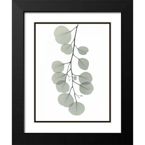 Descending Eucalyptus 1 Black Modern Wood Framed Art Print with Double Matting by Koetsier, Albert