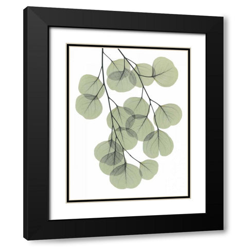 Descending Eucalyptus 2 Black Modern Wood Framed Art Print with Double Matting by Koetsier, Albert