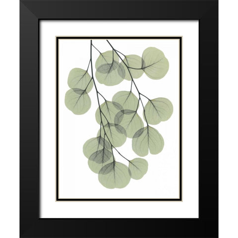 Descending Eucalyptus 2 Black Modern Wood Framed Art Print with Double Matting by Koetsier, Albert