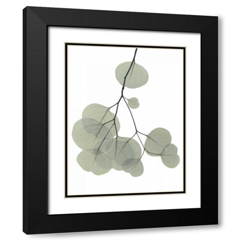 Descending Eucalyptus 3 Black Modern Wood Framed Art Print with Double Matting by Koetsier, Albert