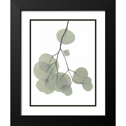 Descending Eucalyptus 3 Black Modern Wood Framed Art Print with Double Matting by Koetsier, Albert