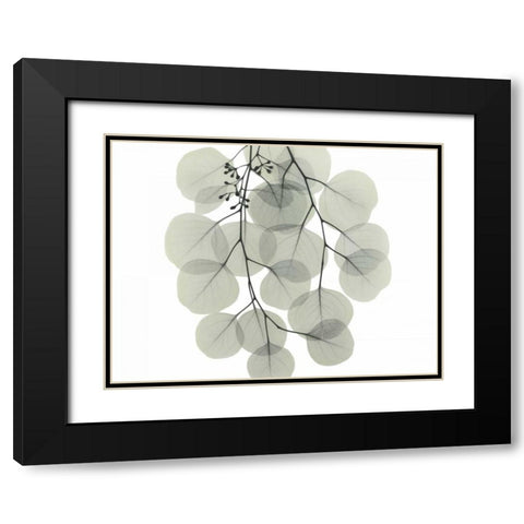 Descending Eucalyptus 4 Black Modern Wood Framed Art Print with Double Matting by Koetsier, Albert