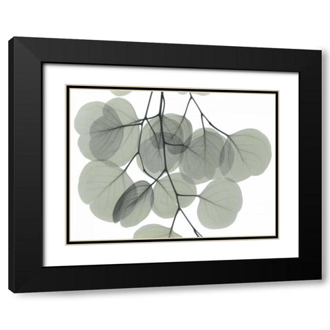 Descending Eucalyptus 5 Black Modern Wood Framed Art Print with Double Matting by Koetsier, Albert