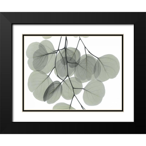 Descending Eucalyptus 5 Black Modern Wood Framed Art Print with Double Matting by Koetsier, Albert