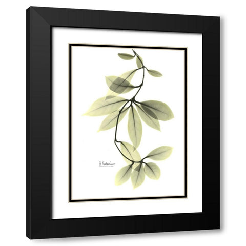 Hoya Carnosa Black Modern Wood Framed Art Print with Double Matting by Koetsier, Albert