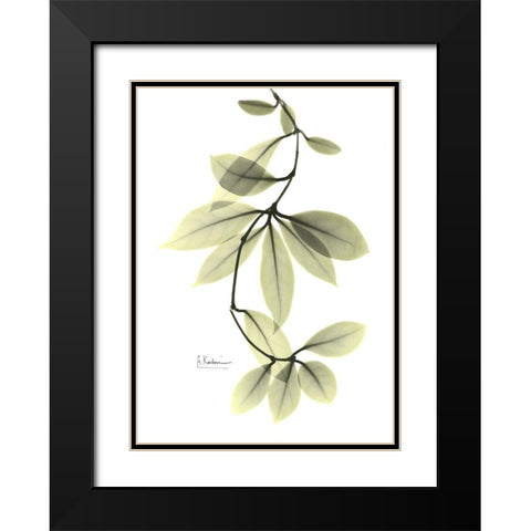 Hoya Carnosa Black Modern Wood Framed Art Print with Double Matting by Koetsier, Albert