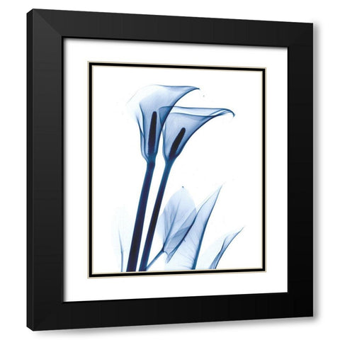 Calla Lily Indigo Black Modern Wood Framed Art Print with Double Matting by Koetsier, Albert