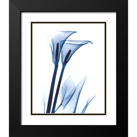 Calla Lily Indigo Black Modern Wood Framed Art Print with Double Matting by Koetsier, Albert