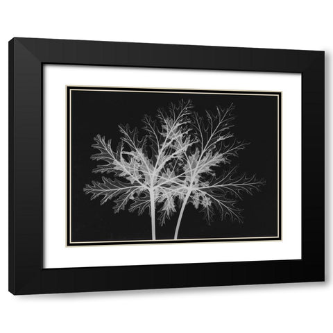 Leaves Seq Black Modern Wood Framed Art Print with Double Matting by Koetsier, Albert