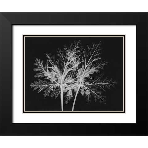 Leaves Seq Black Modern Wood Framed Art Print with Double Matting by Koetsier, Albert