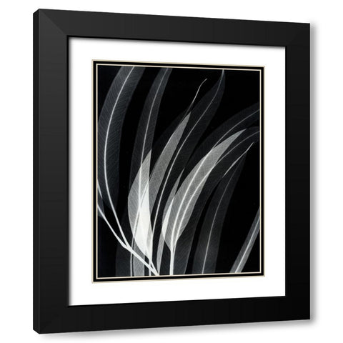 Eucalyptus 2 Black Modern Wood Framed Art Print with Double Matting by Koetsier, Albert