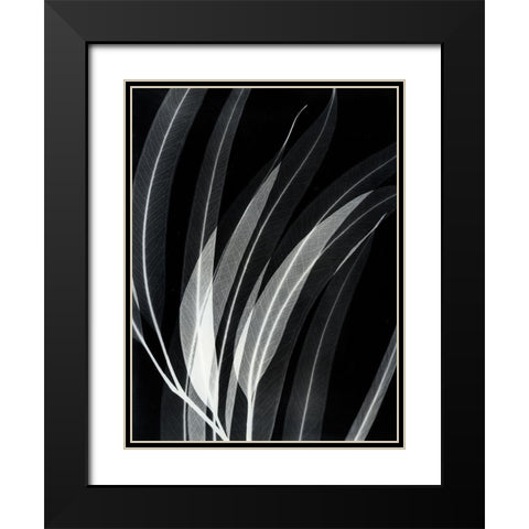 Eucalyptus 2 Black Modern Wood Framed Art Print with Double Matting by Koetsier, Albert