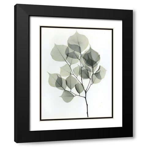 Dalbersia 2 Black Modern Wood Framed Art Print with Double Matting by Koetsier, Albert