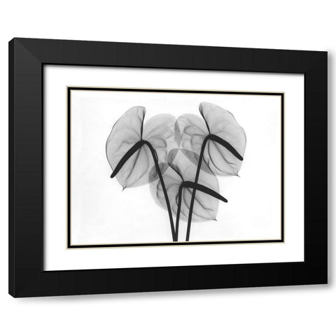 Flamingo 2 Black Modern Wood Framed Art Print with Double Matting by Koetsier, Albert