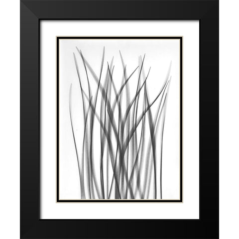 Flower Leaf Black Modern Wood Framed Art Print with Double Matting by Koetsier, Albert