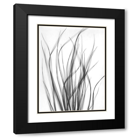 Grass 2 Black Modern Wood Framed Art Print with Double Matting by Koetsier, Albert