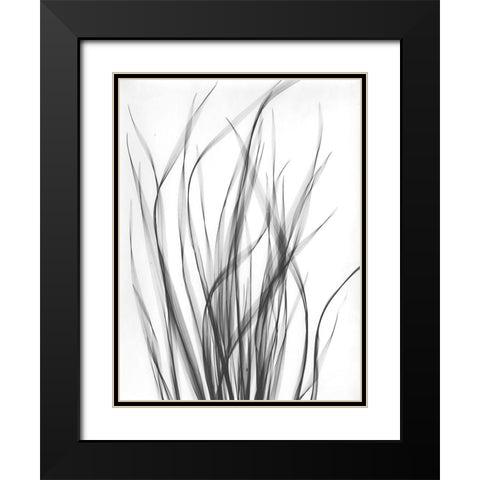 Grass 2 Black Modern Wood Framed Art Print with Double Matting by Koetsier, Albert