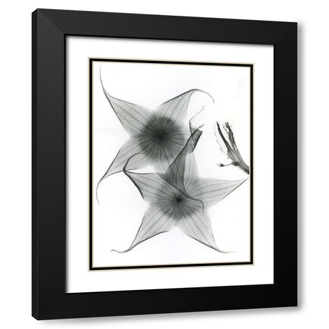 Carrian Flower Black Modern Wood Framed Art Print with Double Matting by Koetsier, Albert