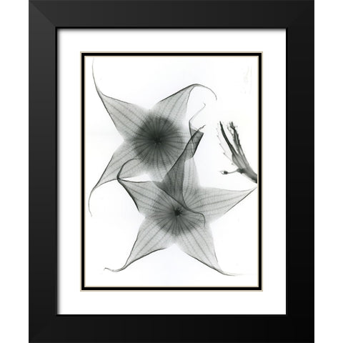 Carrian Flower Black Modern Wood Framed Art Print with Double Matting by Koetsier, Albert