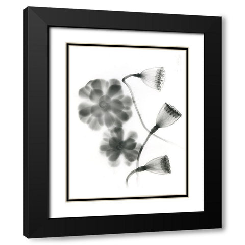 Land Of Lost Lotus Black Modern Wood Framed Art Print with Double Matting by Koetsier, Albert