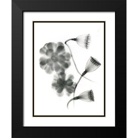 Land Of Lost Lotus Black Modern Wood Framed Art Print with Double Matting by Koetsier, Albert